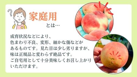 田子の家庭用白桃 約5kg（15～18玉） 8月出荷