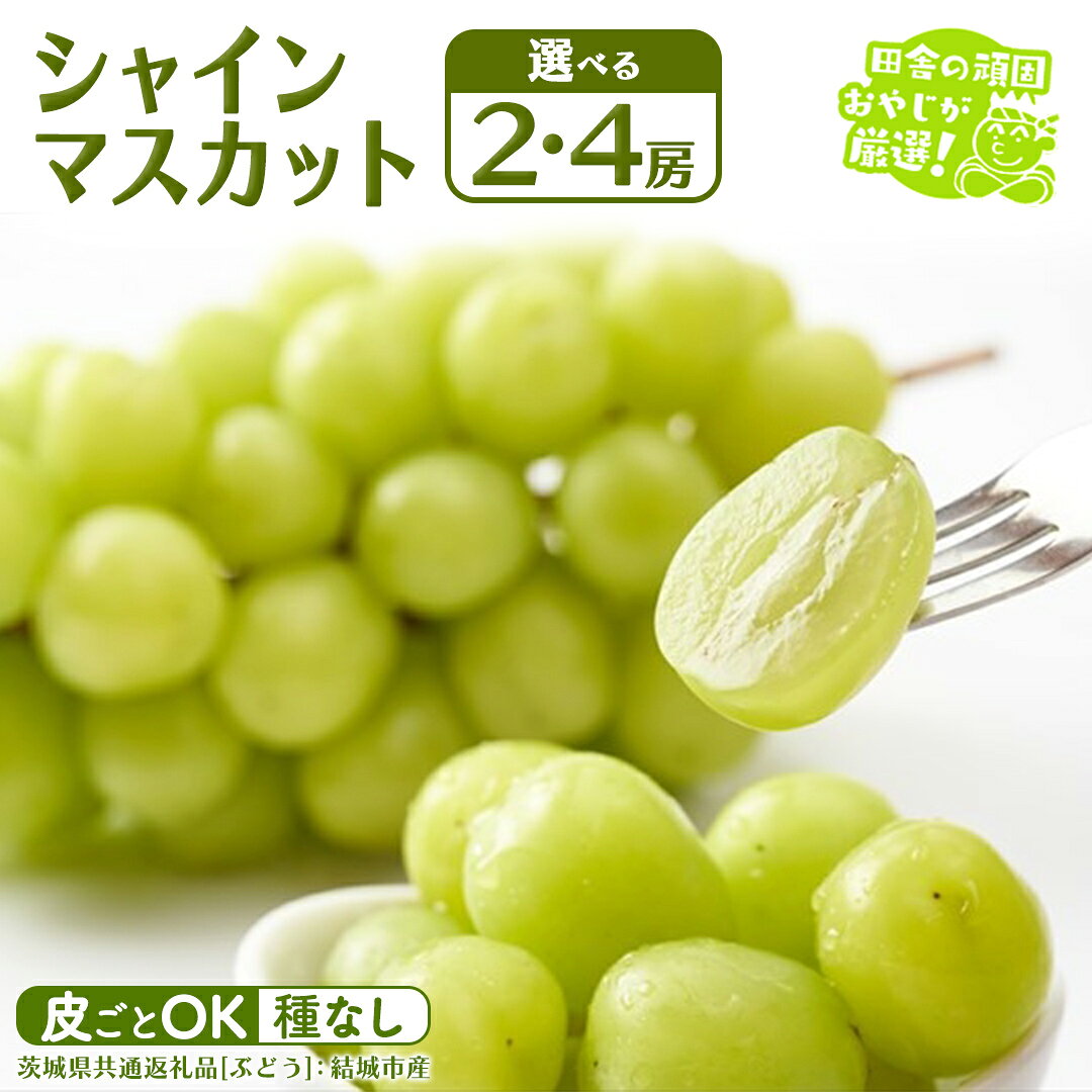 【ふるさと納税】＼ 選べる房数・熨斗対応 ／ シャインマスカット 2房 or 4房 【2026年7月から発送開始】 （茨城県共通返礼品 [ぶどう]：結城市産） 田舎の頑固おやじが厳選！ マスカット 種なし 高糖度 ギフト お中元 甘い 美味しい フルーツ ぶどう