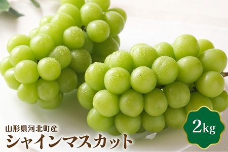 【令和8年産】シャインマスカット 2kg（2～４房） 山形県河北町産【JAさがえ西村山】 ka008-015e-r8　（国産 マスカット 緑 ぶどう ブドウ 葡萄 常温便 フルーツ 果物 果肉 青果 お取り寄せ 東北 山形県 河北町 ）