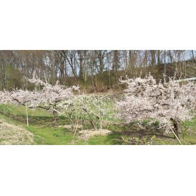 ふるさと納税 長野県 ソルダム すもも　約1.1kg 長野県産 産地直送 |  | 01