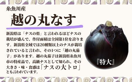 【期間限定】特選 丸なす！『越の丸茄子』9玉入り 特級Aクラス 1箱 JA ナス【新潟県 糸魚川市 期間限定 ブランド野菜 夏 ステーキ 煮物 まるなす マルナス 野菜 特産品 産地直送 新潟限定 ブ