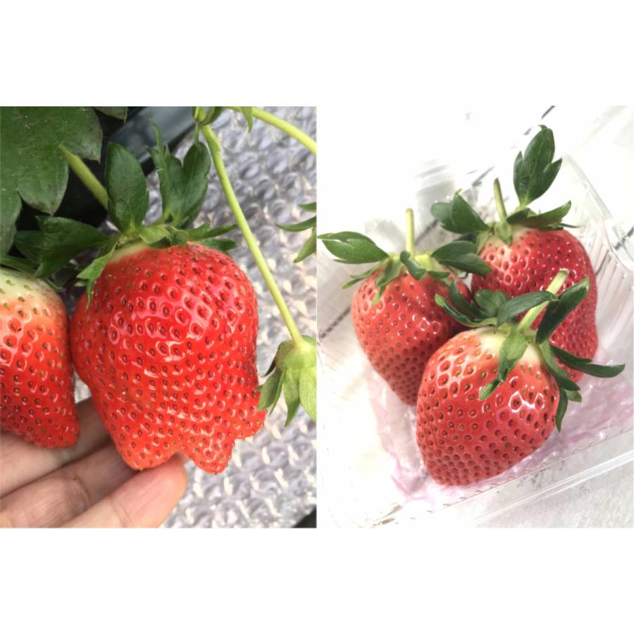 ＜イチゴヤ78％＞食べ比べセット(とちおとめ・やよいひめ260g×各2パック)