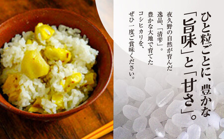 ＜3ヶ月定期便＞＜令和7年産＞ 京都夜久野産 清雫(せいな) コシヒカリ 白米 (10kg×3回) ふるさと納税 福知山市 令和7年度産 先行 定期便 選べる 容量 回数 白米 精米 夜久野 京都 【
