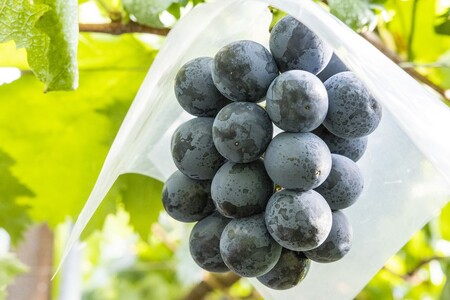 【2025年発送分】植原葡萄研究所の特選房選り詰め合せ