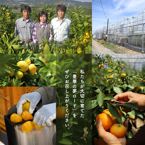 【 贈答用 】温室みかん  約2.5kg｜豊華の夢ロード ※化粧箱入り
