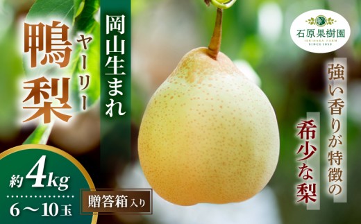 
                  梨 ヤーリー梨 鴨梨 先行予約 6～10玉 4kg 贈答箱 岡山県産 | ヤーリー梨 鴨梨 梨 特選品 上級品 贈り物 御歳暮 果物 くだもの フルーツ 石原果樹園 【ishk019-01】
                