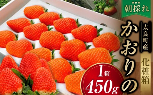 M42x1 太良町産「かおりの」化粧箱１箱　生産者直送！朝採り苺！ 太良町 かおりの 国産 佐賀県産 太良町産 いちご 苺 イチゴ 1箱 約450g 朝採り 化粧箱入り  果肉がジューシー 糖度高め  葉隠工房 レトロカフェ 【2026年11月下旬-2027年4月下旬】