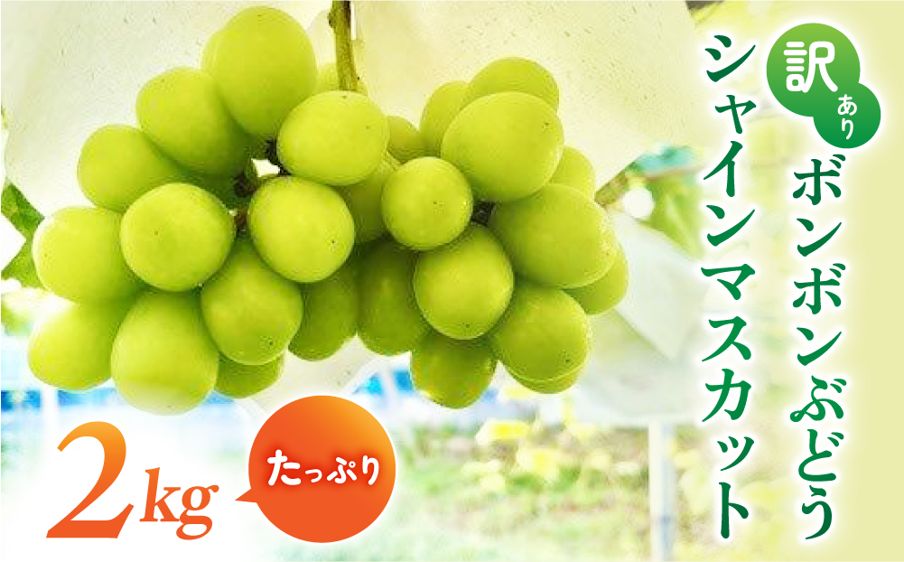 先行受付2026年発送【信州東御ぶどう園】訳アリボンボンぶどう！シャインマスカットたっぷり2kg ※2026年10月上旬以降発送