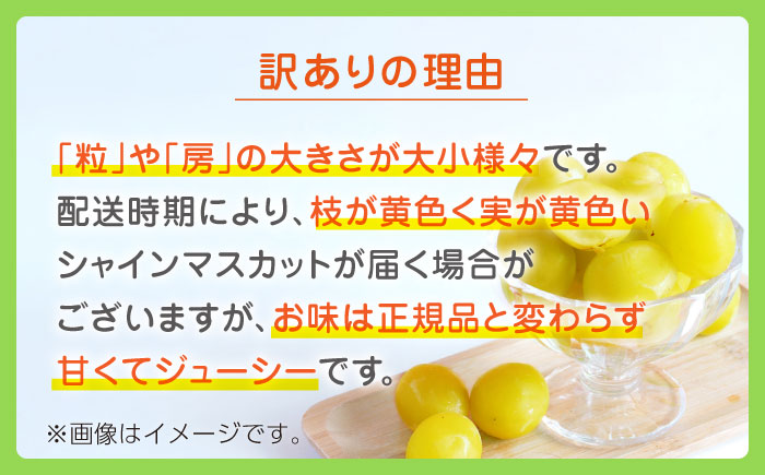 【先行予約】【数量限定】【訳あり】シャインマスカット 約600g(1～2房)【合同会社 社方園】 [ZBZ035]