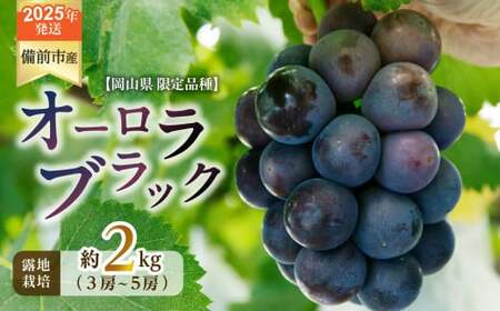 【2026年発送分　先行受付開始！】びぜん葡萄「オーロラブラック」（露地栽培）約2kg（令和8年8月中旬～9月中旬頃発送）【 岡山県備前市産 オーロラブラック 露地栽培 約2kg 樹上完熟 】