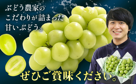 シャインマスカット 贈答用 農家こだわりの シャインマスカット 2～3房  約1.2kg 先行予約《2025年9月中旬-10月末頃出荷(土日祝除く)》 Nini farm マスカット 送料無料 岡山県