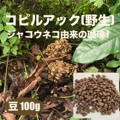 ふるさと納税 掛川市 ジャコウネコ由来の希少コーヒー 野生コピルアック珈琲・掛川自家焙煎で丁寧に仕上げた贈答品 100g