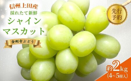 2025年先行予約 シャインマスカット 信州上田産金剛寺ぶどう 約2kg 4～5房 ぶどう 葡萄 ブドウ マスカット 2kg 果物 くだもの フルーツ デザート 旬の果物 旬のフルーツ 長野県 長野 金剛寺ぶどう