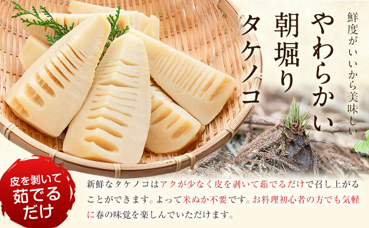 朝掘りタケノコ 2kg 合同会社 原田山業《4月上旬-4月末頃出荷》 熊本県 菊池市 たけのこ タケノコ 朝掘り 一番掘り 春の味覚 旬 国産---098-2647---