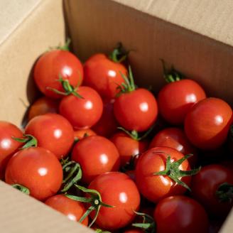 【先行予約　令和７年１０月より発送予定】完熟フルティカトマト6kg（中玉サイズ）天然地下水使用 　甘熟ミディトマト フルーツトマト とまと 6000g 6キロ 野菜 サラダ 料理 ギフト 国産 高知県