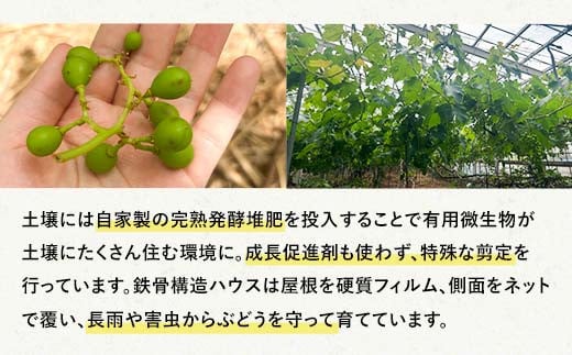 【山陽小野田市・宇部市共通返礼品】【農薬・化学肥料不使用】ぶどうの粒 9粒（直径28?以上） フルーツ ぶどう 葡萄 ブドウ ピオーネ 有機 無農薬 山口県 山陽小野田市 ふるさと納税 F6L-107