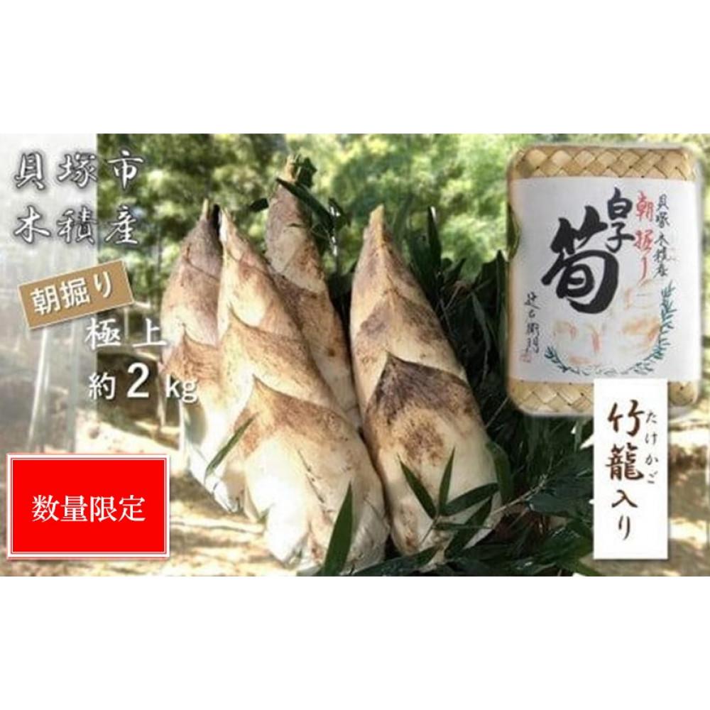 【ふるさと納税】＜先行予約＞【高級たけのこ】貝塚市木積産　極上朝掘り白子筍 約2kg（竹籠入り）