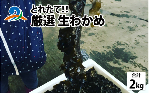 【先行予約】【選べる容量】とれたて！！厳選生わかめ 2.0kg【2026年4月上旬ごろ順次発送】 |  新鮮 お造り 刺身 晩酌 食卓 BBQ
