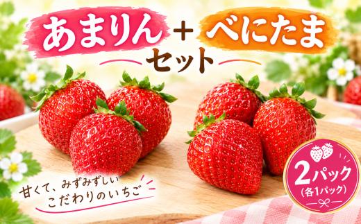 【先行予約】 あまりん べにたま いちご 苺 イチゴ 各1パック 合計2パック いちご 苺 イチゴ フルーツ いちご イチゴ 新鮮 いちご 苺 イチゴ 甘い いちご 苺 イチゴ くだもの いちご 苺 イチゴ 風の子ファーム 埼玉県 羽生市　
