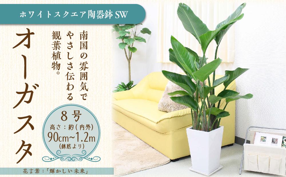 【観葉植物】オーガスタ 8号 ホワイトスクエア陶器鉢SW 土の表面:ウッドチップ ｜観葉植物 インテリア 部屋 おしゃれ 福岡県筑前町 送料無料