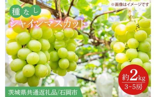 
                  【2026年9月より順次発送】シャインマスカット 約2kg（3～5房）【茨城県共通返礼品/石岡市】【葡萄 ぶどう マスカット フルーツ 果物 くだもの 茨城県 水戸市】(IT-15-1)
                