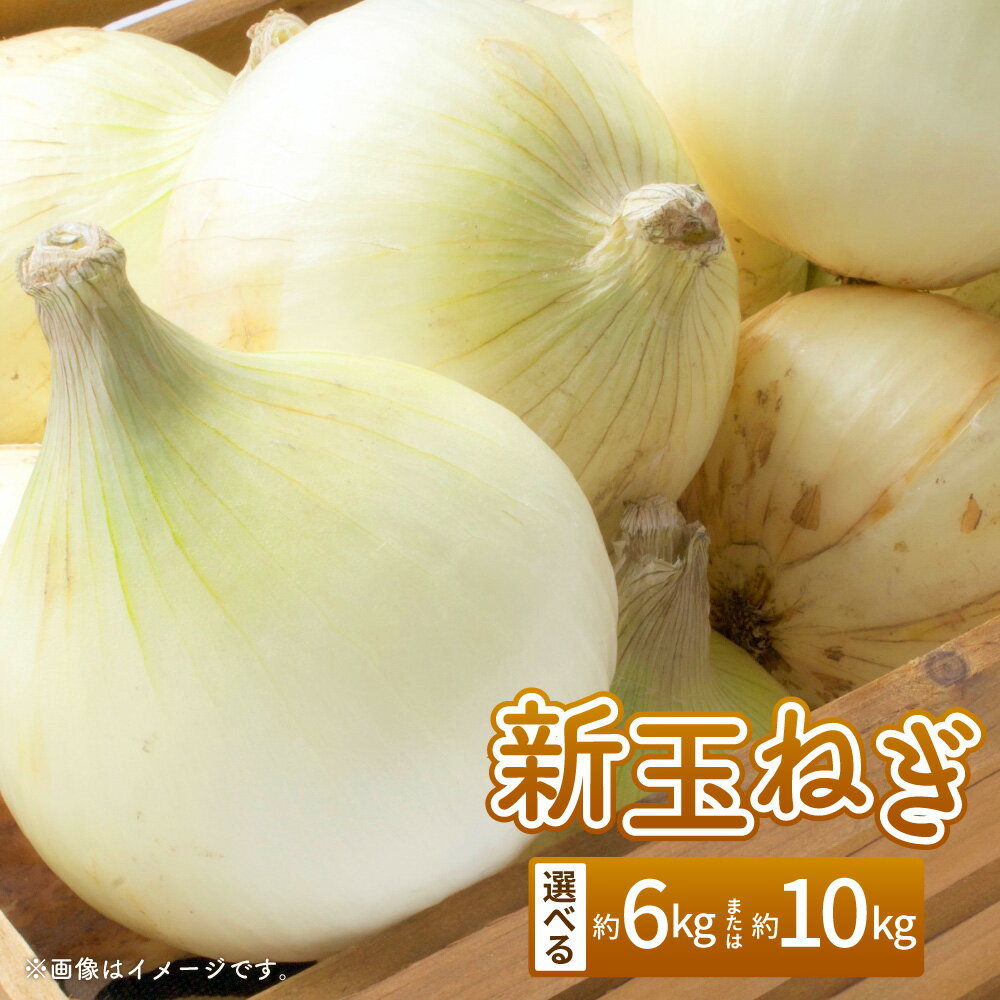 【ふるさと納税】＜選べる容量＞【数量限定】新玉ねぎ 約6kg または 約10kg 玉葱 たまねぎ タマネギ 野菜 やさい 熊本県 熊本市 送料無料 【2026年3月下旬～4月迄順次発送予定】