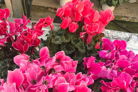 加須産シクラメン　５号鉢　受け皿セット 【おまかせ】 [A-32-3]　シクラメン