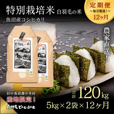 ふるさと納税 十日町市 【毎月定期便】農家直送!魚沼産コシヒカリ特別栽培 精米(5kg×2袋)全12回