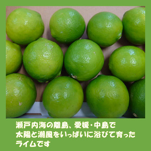  【順次発送中】ライム 1kg 中島みかん農園｜柑橘 果汁酸味 果物 くだもの 果実 国産 フルーツ 有名 愛媛 松山 瀬戸内 ビタミン 美味しい 生産者 直送 産直 無添加 ライムサワー ジュース 