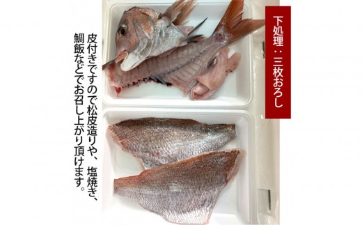 【三枚おろし皮付き】活き締め真鯛1尾（約1kg）タイ たい 刺身 鍋