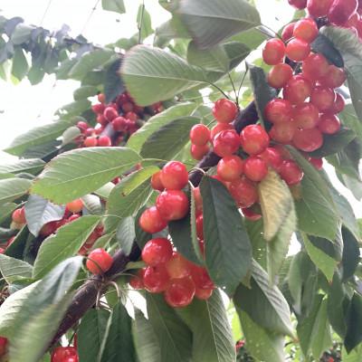 ふるさと納税 南アルプス市 【発送月固定定期便】フルーツギフト専門店が選ぶ南アルプスの厳選フルーツ定期便　全3品種S全3回 |  | 01