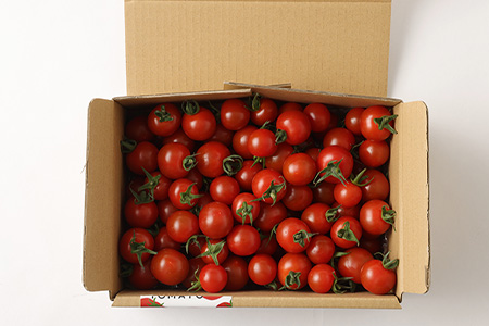 【先行予約】 完熟ミニトマト『Ricotomato』 【1kg×3回定期便】 【2023年12月から出荷】 E-68