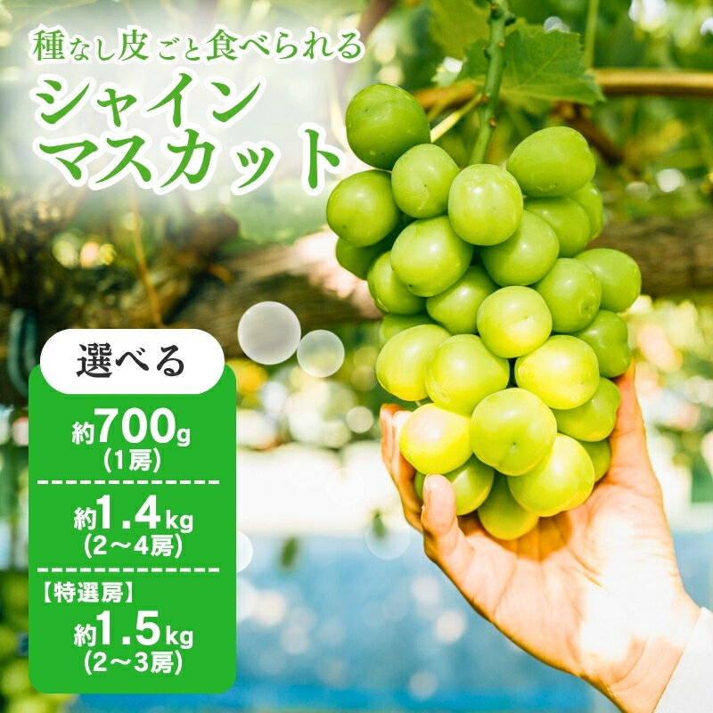 【ふるさと納税】シャインマスカット 特選房 選べる 700g ～ 1.5kg ぶどう シャインマスカット 国産 人気 期間限定 新鮮 甘い 大きい 果物 くだもの フルーツ 旬 採れたて 種無し 長野 駒ヶ根市　お届け：2025年10月上旬～11月下旬頃