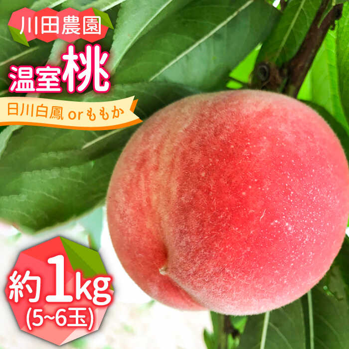 【ふるさと納税】【2026年6月〜発送】どちらが届くかはお楽しみ！温室桃 約1kg / 日川白鳳 or ももか / 桃 もも フルーツ 果物 / 南島原市 / 川田農園 [SAP002]