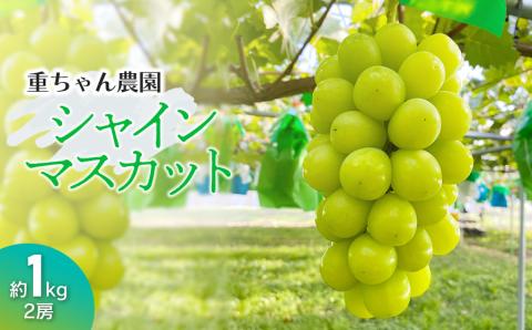 【令和6年産先行予約】 大人気　シャインマスカット 2房 （約1kg）山形県鶴岡産　重ちゃん農園