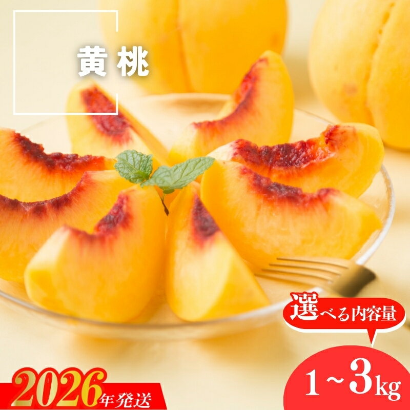 【ふるさと納税】 種まきうさぎ 福島市産 黄桃 (品種おまかせ)　約1kg 約2kg 約3kg 選べる【2026年発送】