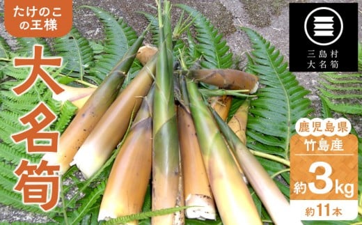 【2025年お届け】大名筍 3kg ( 約11本 ) ( 竹島産 )