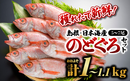 【先行受付】 鮮魚セットF【のどぐろ5～7尾(約1kg～1.1kg)】 2026年9月以降順次発送 島根 山陰 日本海産