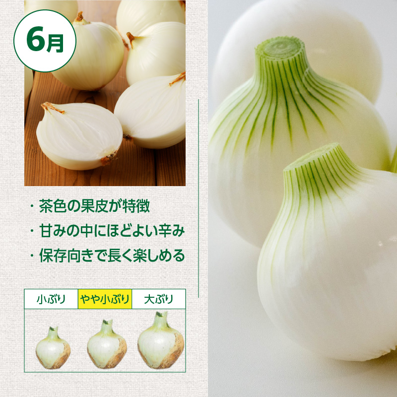 (2026年発送)新玉ねぎ 生がおいしい 神重農産のブランド玉ねぎ「旬玉」10kg ブランド玉ねぎ 玉ねぎ 国産 愛知県産 野菜 やさい 農家直送 畑直送 旬 期間限定 たまねぎ 先行予約 旬 特産 