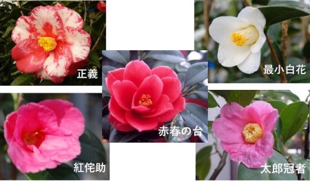 【2026年11月以降お届け】久留米の特産花卉 椿の苗木5種5本セット（椿2年生苗/高さ30cm前後）_苗木 椿 5種 セット 久留米の特産花卉 最小白花 太郎冠者 正義 紅侘助 赤春の台 秋～春 開