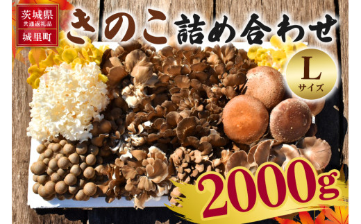 きのこの詰め合わせ Ｌサイズ 2kg 茨城県共通返礼品 城里町産 舞茸 椎茸 あわび茸 たもぎ茸 はなびら茸 完全室内栽培 栽培期間中農薬不使用 安心 安全 栄養豊富 こだわりのキノコ詰め合わせ 直送 新鮮 旬 おすすめ セット 贈り物