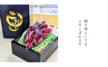島根県限定！幻のぶどう　”神紅（しんく）” 1房　500ｇ 