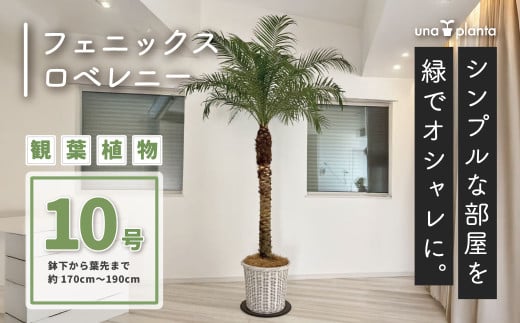 観葉植物 フェニックスロベレニー ロベ 10号（鉢下から葉先まで約H170cm～190cm） / 秦野 神奈川 インテリア オシャレ 室内 室外 南国感 鉢物 親王椰子 常緑低木  美しいフォルム