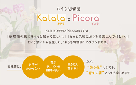 産直胡蝶蘭『カララ』12鉢セット　ウッド鉢                 
