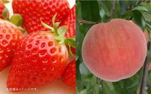 【フルーツ2回定期便】 球磨のいちご 1kg ＋ 桃 1kg 【2026年1月中旬～6月下旬迄順次発送予定】 苺 いちご イチゴ もも モモ 果物 果実 フルーツ 定期便 九州 熊本県 あさぎり町 冷蔵