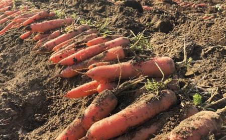 長野県産にんじんジュース （1000ml×6本入り）| にんじん 信州 佐久市