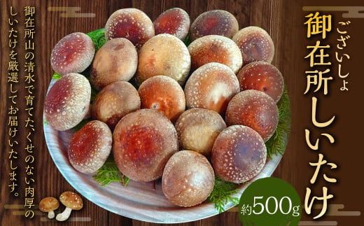 御在所肉厚生しいたけ 約500g 生しいたけ しいたけ 椎茸 シイタケ 肉厚 山菜 お取り寄せ 冷蔵