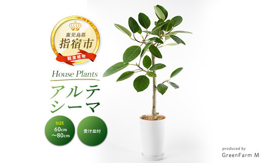 
            2025年3月上旬～発送【観葉植物】アルテシーマ幹朴60cm～80cm(Green Farm M/016-1365) 観葉植物 植物 鉢付 インテリア 室内 オフィス おしゃれ プレゼント ギフト 開店祝い 移転祝い マイナスイオン【配送不可地域：北海道・沖縄県・離島】
          