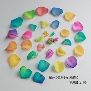 048-005 レインボーローズ1本縦長BOXギフト