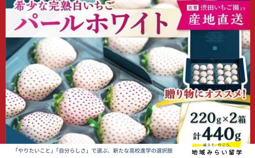
            【先行予約｜渋田いちご園】佐賀県佐賀市産 パールホワイト 440g（220g×2パック）
          